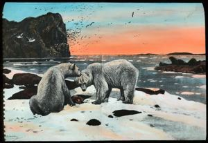 Image of Two Bears on Ice Foot, Drawing